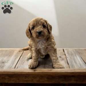 Odell, Cavapoo Puppy